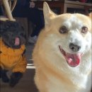 몽구리DOG 이미지