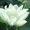 오늘;산책 Daum카페
