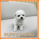 퍼피댕 안심분양소 강아지분양 애견입양 천안아산점 | "호텔급 위생 시설에 감탄했어요" 천안애견입양센터 퍼피댕 방문기