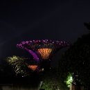 그 꼴로 산책가개? | 싱가포르 2박 3일 커플 여행코스 추천 가든스바이더베이/야경코스 &amp; 싱가포르 스위소텔 후기