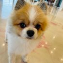 쏭쏭애견유치원 이미지