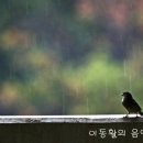 빗속에 울고있는 푸른 두 눈동자 (Blue eyes crying in the rain) - 앤 베뎅, 룬 라르센, 존 마틴 스카우게 이미지