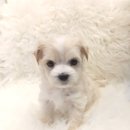 이소퍼피-별내점 이미지