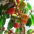 우림제1농장 이미지