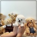 미독수학 | 마마스미독 대연점 후기>> 부산강아지분양