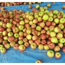 선홍농장 이미지