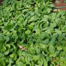 (주)호성 이미지