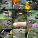 날개가 투명한 나비 이미지