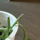 신돌고래 이미지