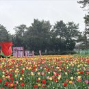 신안 | 신안 튤립축제 실시간 방문후기 입장료 정보 축제현장 사진 한가득