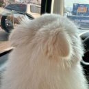 댕댕이발소 이미지