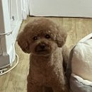 댕데이 이미지