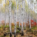 자작나무 이미지