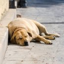 진접동물병원 이미지