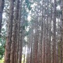 토리네민박 이미지