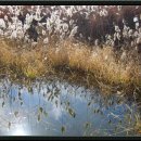 솔방솔방 이미지