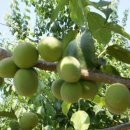 섬지뜰농장 이미지