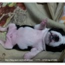 악동강아지 이미지