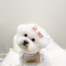 까까뿌숑 이미지