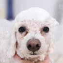 멈머링(mummuring) 이미지