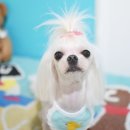 로이펫살롱 이미지