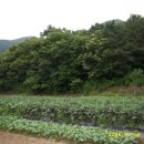 푸른솔농장2 이미지