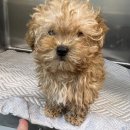 서신동물병원 이미지