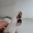 만종대형약국 | 강아지 산책 발에 가시 박혔을 때 셀프 치료 만종 대형약국 강아지 키우는 집 상비약