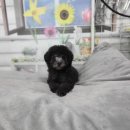 아리랑밸리켄넬 이미지