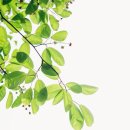 풍요의 정원 이미지