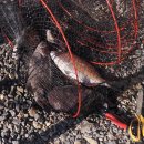 서해대교바다낚시터 이미지