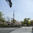 해루(어) | [일본, 오사카] 뜻밖의 벚꽃과 함께 한 오사카 찐친여행 DAY 3_오사카성, 벚꽃놀이, 오사카시내 그리고...