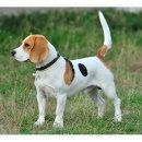 컴투펫 위탁보호센터 인천점 이미지