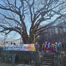 남원 진기리 느티나무 이미지