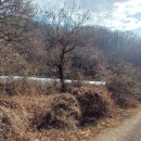 한국진돗개육종연구소 이미지