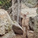 블루베리사슴농장 이미지