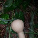 포아로-2 이미지