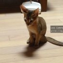 멍구야 놀자 이미지