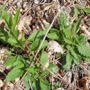 부지깽이 이미지