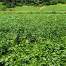 한반도면-14 이미지