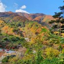 체내독소 ( 어혈 혈전 콜레스트롤) 줄여 혈압 당뇨 심혈관 개선 머위즙 이미지