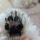 닥터라라 강아지 수분크림 후기