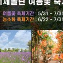 제주비체올린