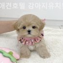 부산애견호텔 강아지유치원 펫퍼센트&코모네하우스 이미지