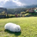 봄날펜션 | 부산근교 거제 가성비 애견동반숙소 봄날펜션 대만족 내돈내산 후기