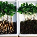 삼싹농장 이미지