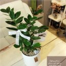 ＜금전수화분배달＞돈나무-개업축하 탁상용 테이블용 공기정화식물 꽃배달서비스 이미지