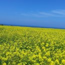욜로게스트하우스제주