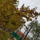 까치열쇠 이미지