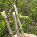 버들피리 이미지